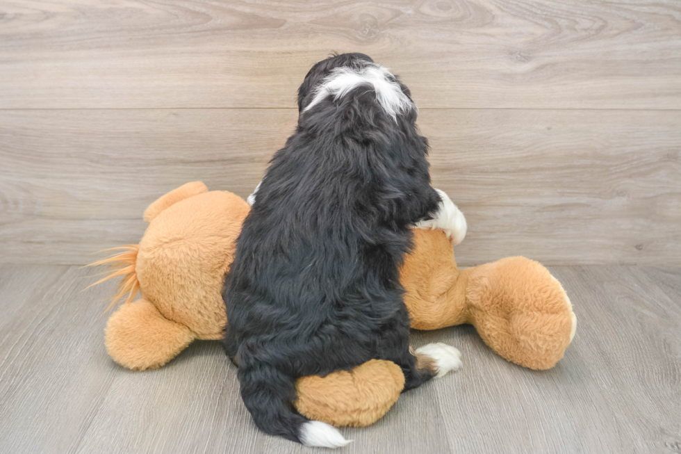 Funny Mini Bernedoodle Poodle Mix Pup