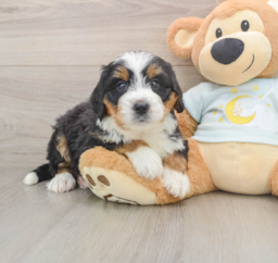5 week old Mini Bernedoodle Puppy For Sale - Pilesgrove Pups