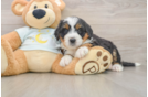 Petite Mini Bernedoodle Poodle Mix Pup