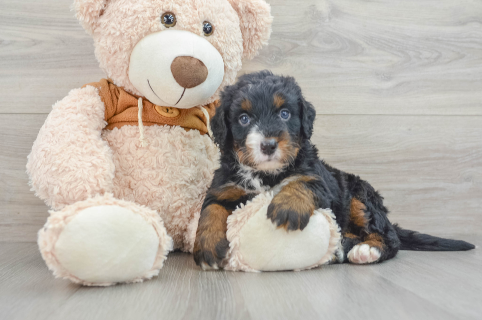 5 week old Mini Bernedoodle Puppy For Sale - Pilesgrove Pups