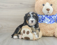 7 week old Mini Bernedoodle Puppy For Sale - Pilesgrove Pups