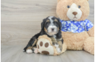 Adorable Mini Bernesepoo Poodle Mix Puppy