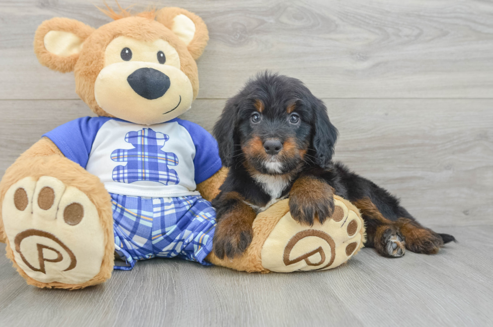 6 week old Mini Bernedoodle Puppy For Sale - Pilesgrove Pups