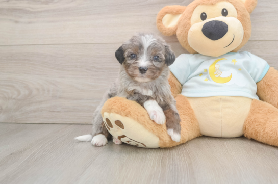 Popular Mini Bernedoodle Poodle Mix Pup