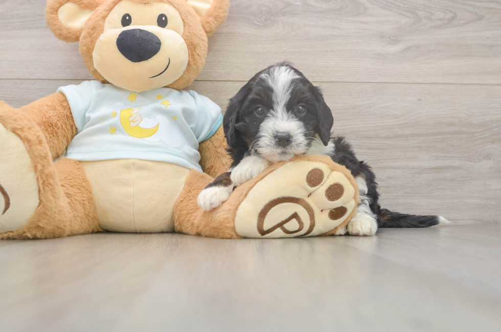 5 week old Mini Bernedoodle Puppy For Sale - Pilesgrove Pups