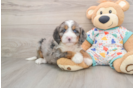 Mini Bernedoodle Puppy for Adoption