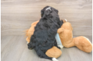 Best Mini Bernedoodle Baby