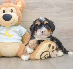 6 week old Mini Bernedoodle Puppy For Sale - Pilesgrove Pups