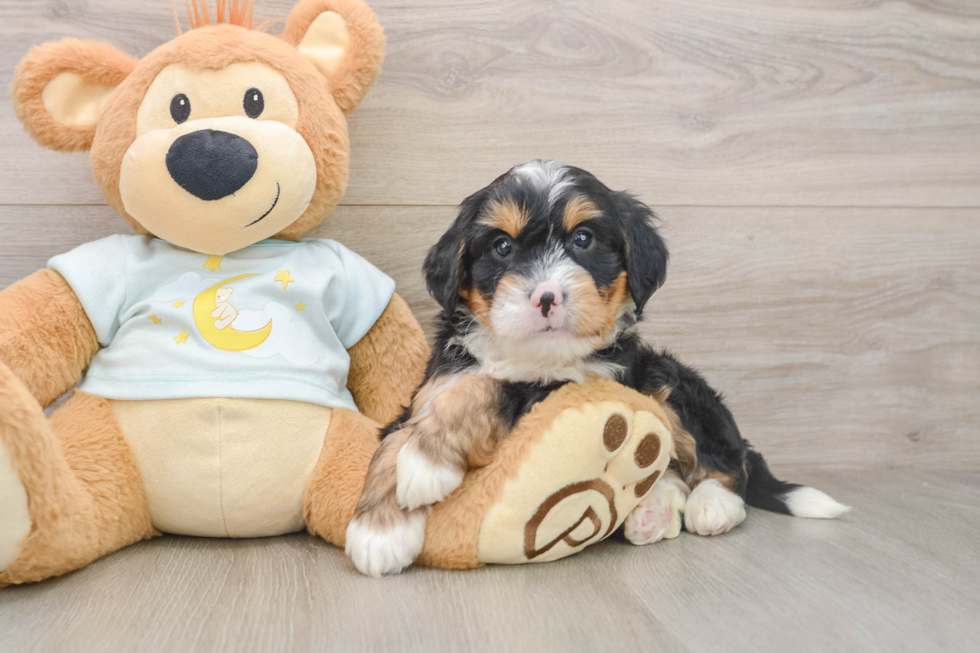 Mini Bernedoodle Pup Being Cute