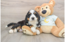 Funny Mini Bernedoodle Poodle Mix Pup