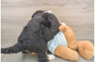 Small Mini Bernedoodle Baby