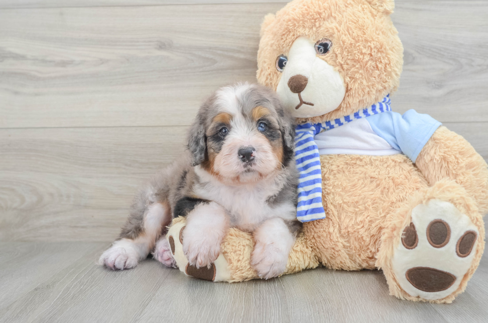 6 week old Mini Bernedoodle Puppy For Sale - Pilesgrove Pups