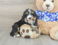 7 week old Mini Bernedoodle Puppy For Sale - Pilesgrove Pups