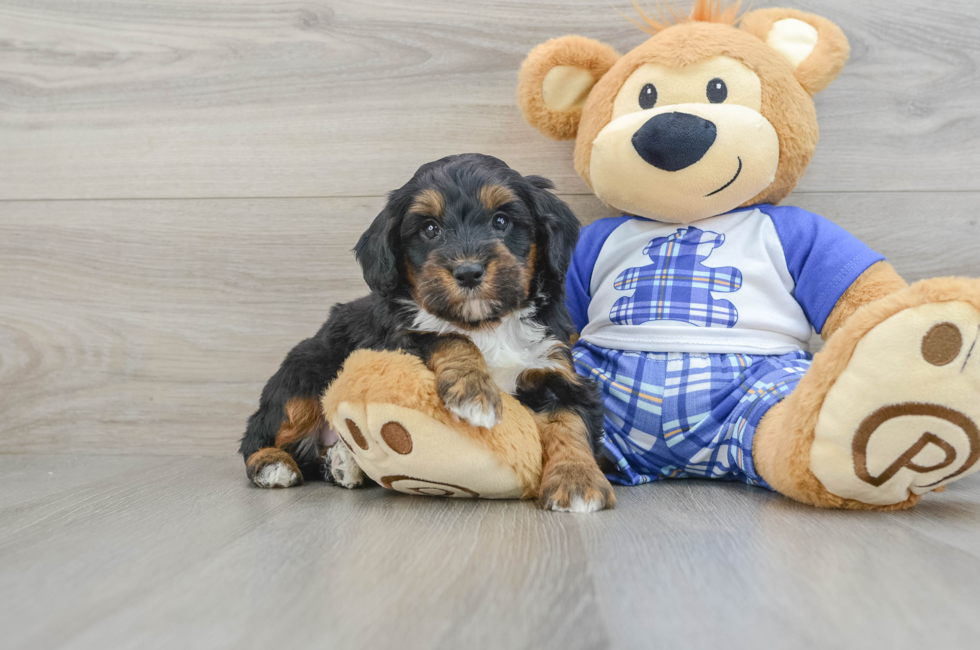 7 week old Mini Bernedoodle Puppy For Sale - Pilesgrove Pups