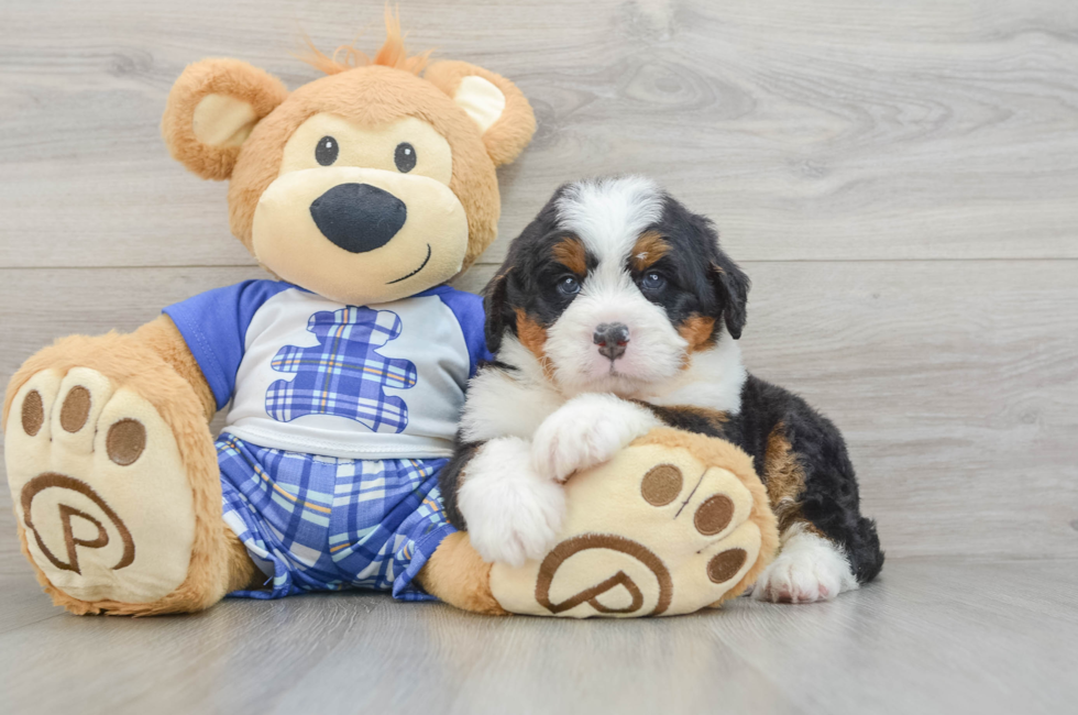 6 week old Mini Bernedoodle Puppy For Sale - Pilesgrove Pups