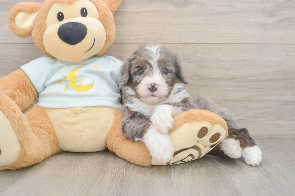 5 week old Mini Bernedoodle Puppy For Sale - Pilesgrove Pups