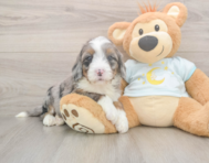6 week old Mini Bernedoodle Puppy For Sale - Pilesgrove Pups
