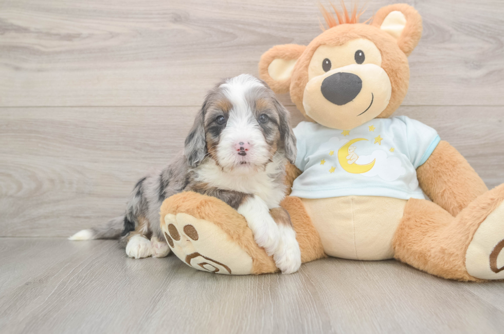 5 week old Mini Bernedoodle Puppy For Sale - Pilesgrove Pups