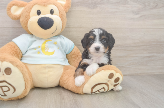 Sweet Mini Bernedoodle Baby