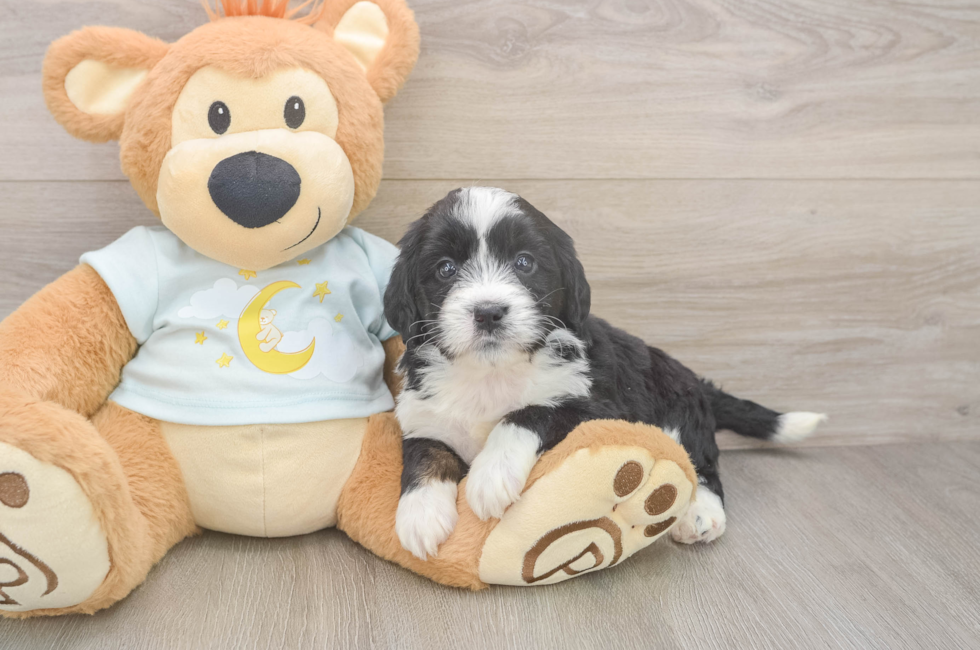 5 week old Mini Bernedoodle Puppy For Sale - Pilesgrove Pups