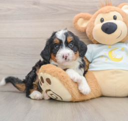7 week old Mini Bernedoodle Puppy For Sale - Pilesgrove Pups