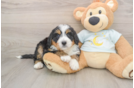 Hypoallergenic Mini Bernesedoodle Poodle Mix Puppy