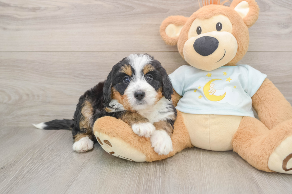 Hypoallergenic Mini Bernesedoodle Poodle Mix Puppy