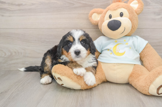 Hypoallergenic Mini Bernesedoodle Poodle Mix Puppy