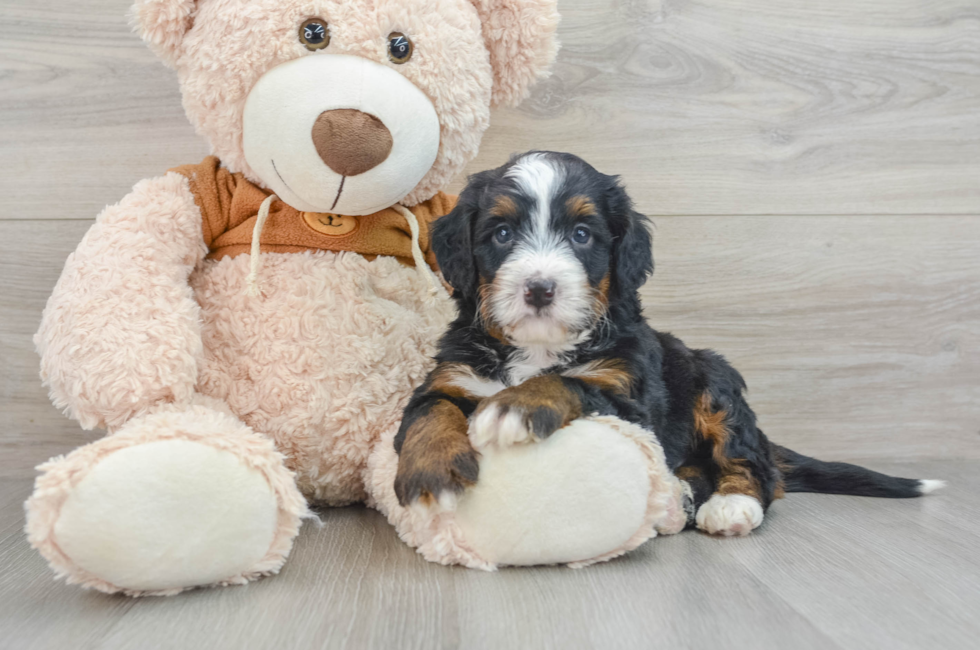 5 week old Mini Bernedoodle Puppy For Sale - Pilesgrove Pups