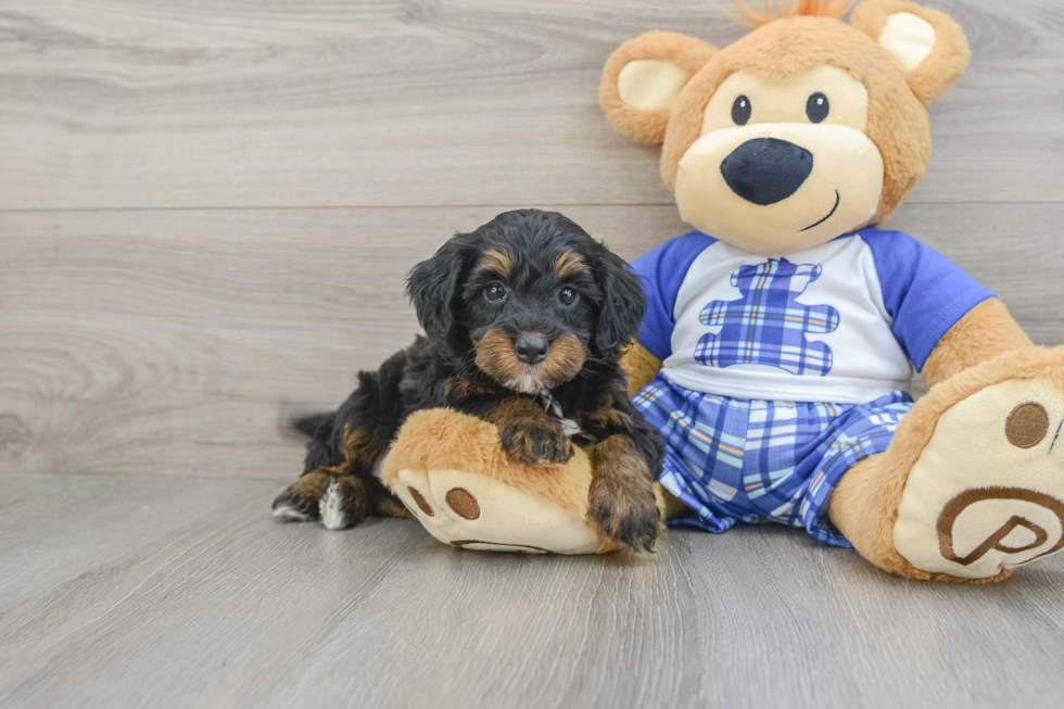 Adorable Mini Berniedoodle Poodle Mix Puppy