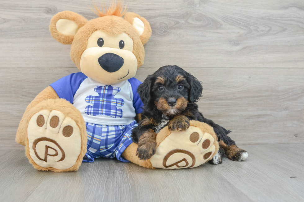 7 week old Mini Bernedoodle Puppy For Sale - Pilesgrove Pups