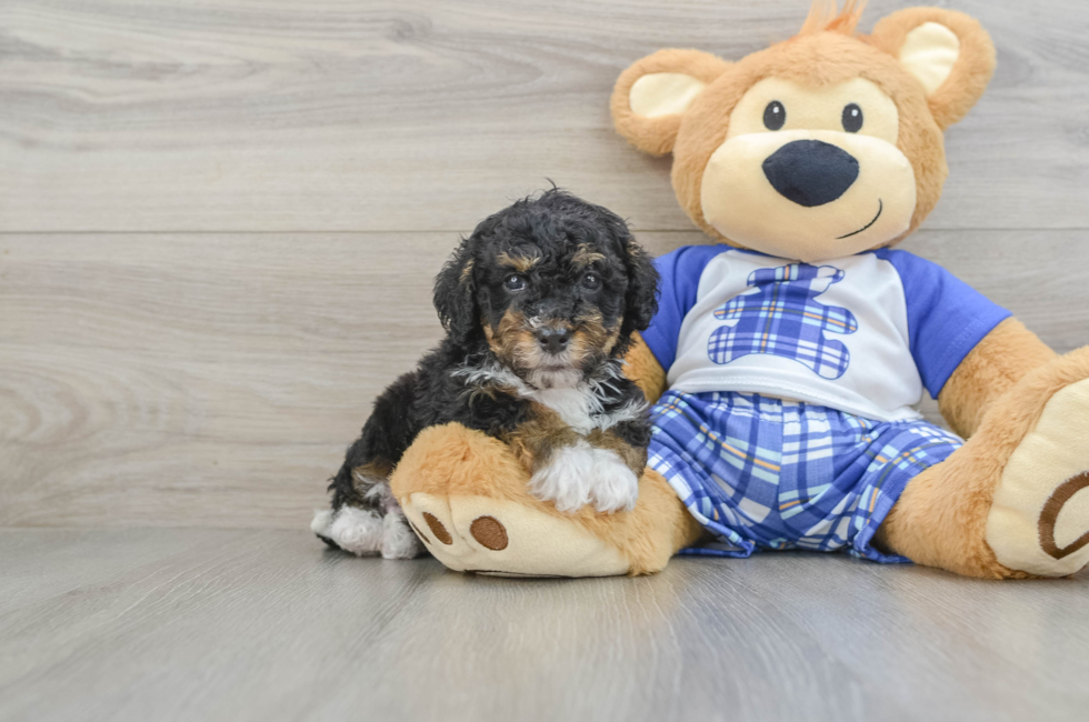 7 week old Mini Bernedoodle Puppy For Sale - Pilesgrove Pups