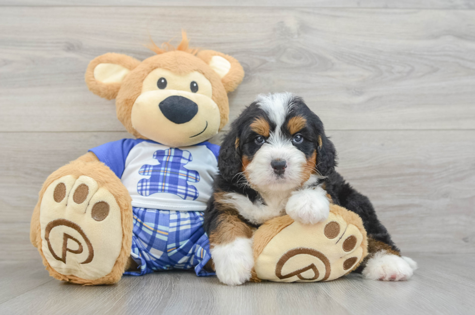 6 week old Mini Bernedoodle Puppy For Sale - Pilesgrove Pups