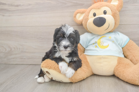 Hypoallergenic Bernadoodle Poodle Mix Puppy