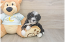 Small Mini Bernedoodle Baby