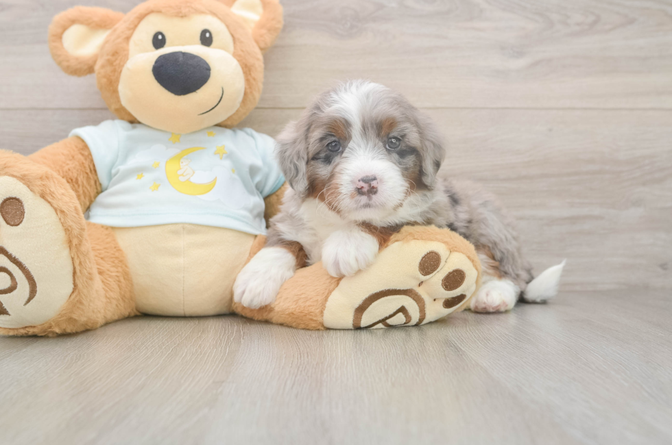 5 week old Mini Bernedoodle Puppy For Sale - Pilesgrove Pups