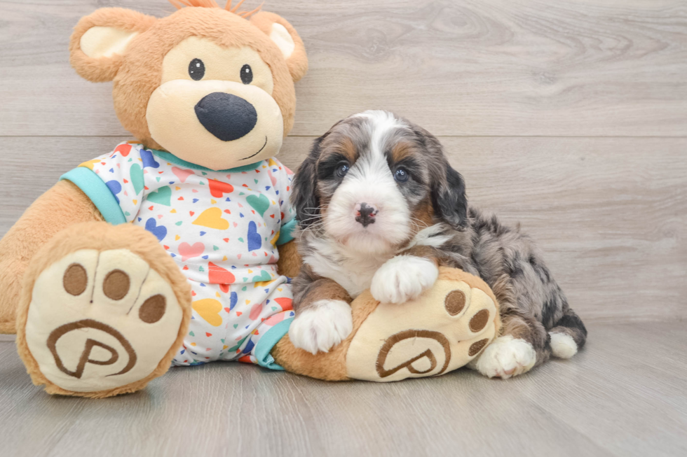 Mini Bernedoodle Puppy for Adoption