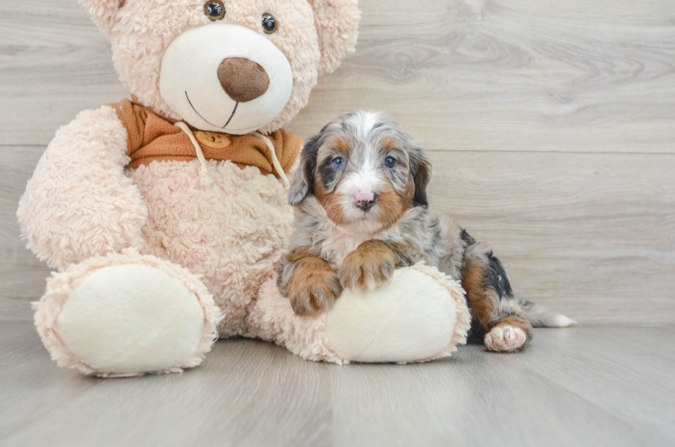 5 week old Mini Bernedoodle Puppy For Sale - Pilesgrove Pups