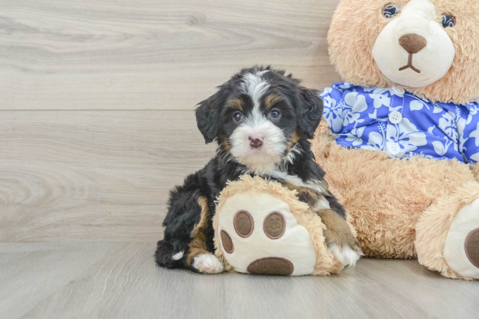 Mini Bernedoodle Puppy for Adoption