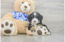 Mini Bernedoodle Pup Being Cute