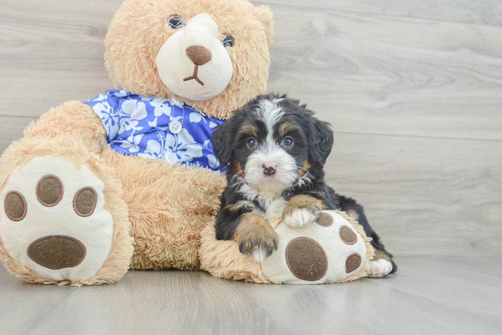 Mini Bernedoodle Pup Being Cute