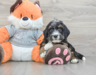 7 week old Mini Bernedoodle Puppy For Sale - Pilesgrove Pups