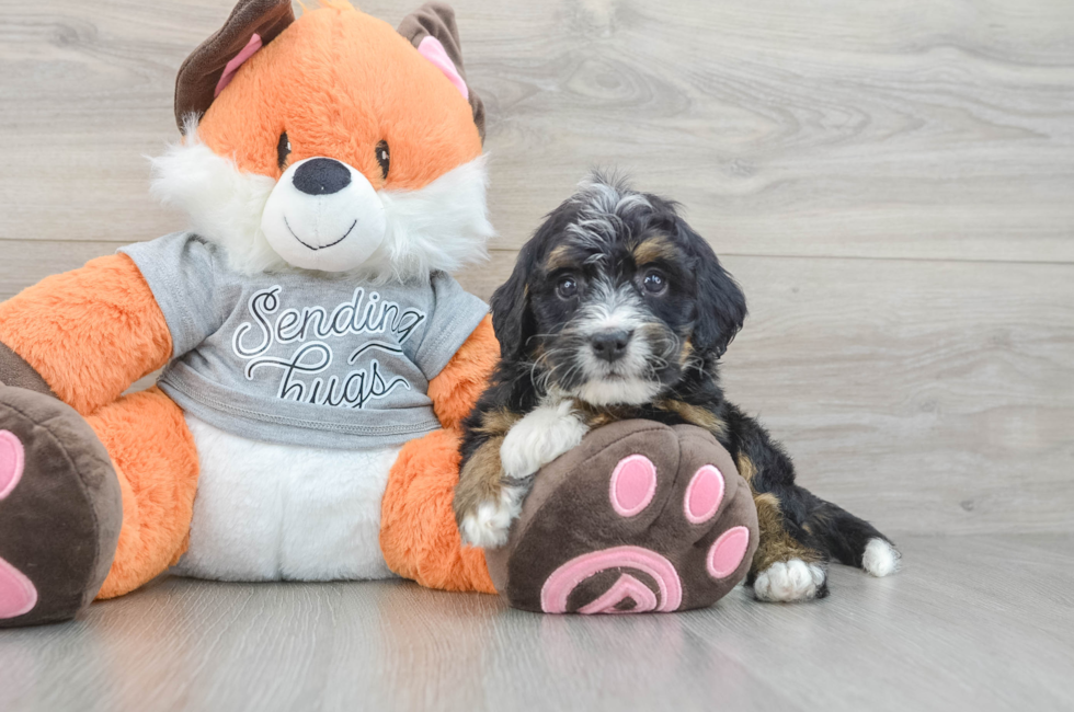 7 week old Mini Bernedoodle Puppy For Sale - Pilesgrove Pups