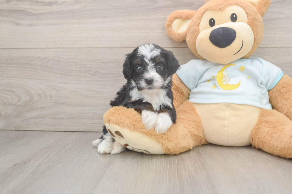 Petite Mini Bernedoodle Poodle Mix Pup