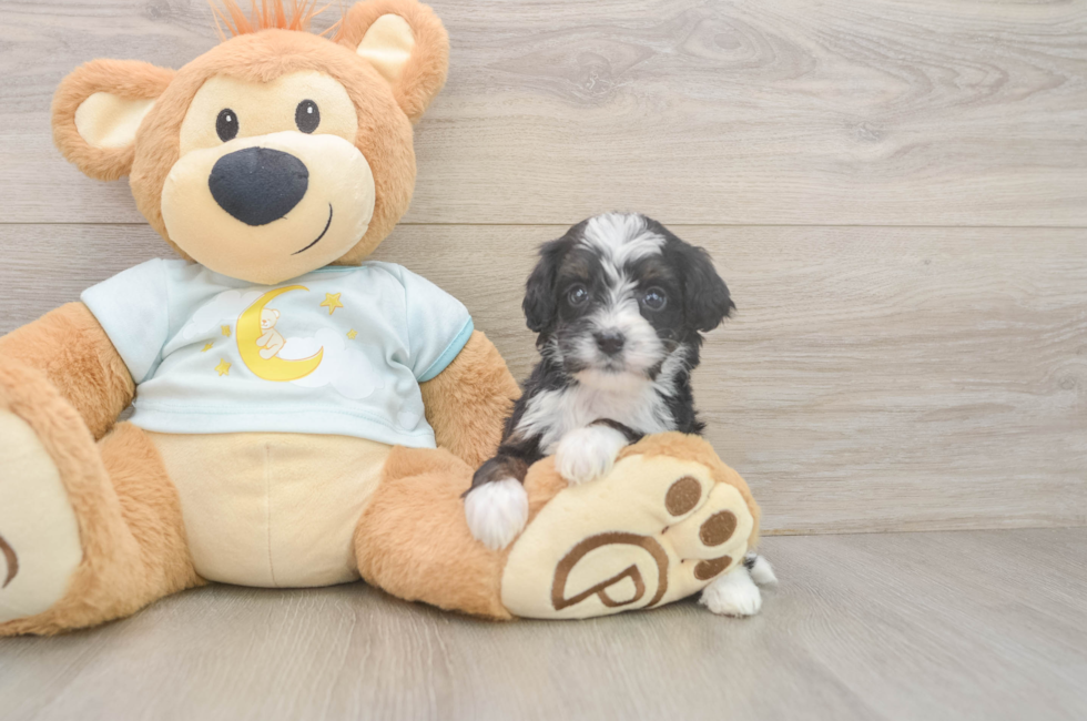 5 week old Mini Bernedoodle Puppy For Sale - Pilesgrove Pups