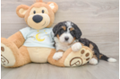 Funny Mini Bernedoodle Poodle Mix Pup