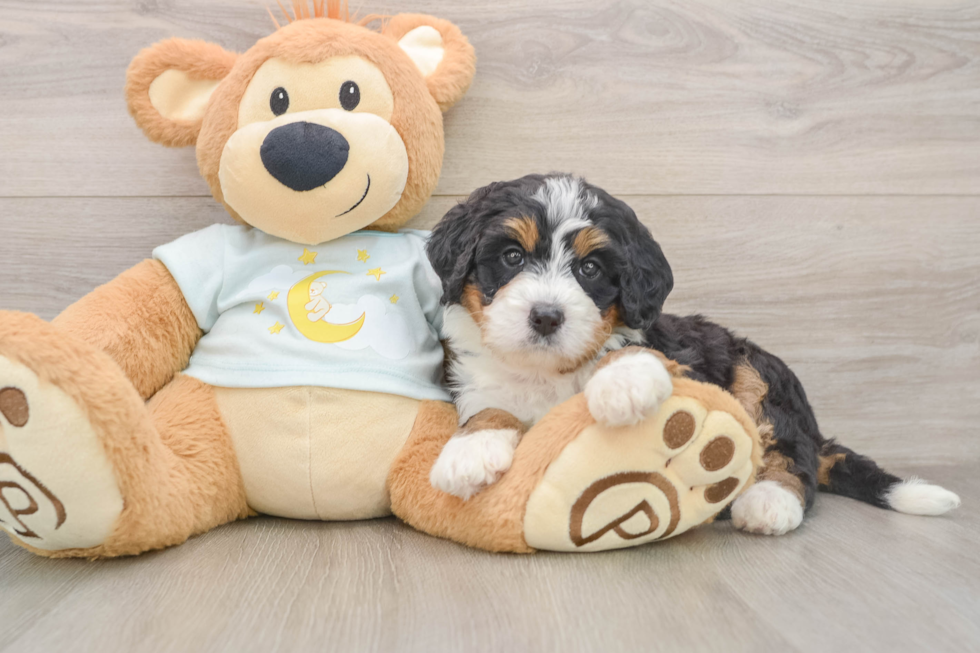 Funny Mini Bernedoodle Poodle Mix Pup