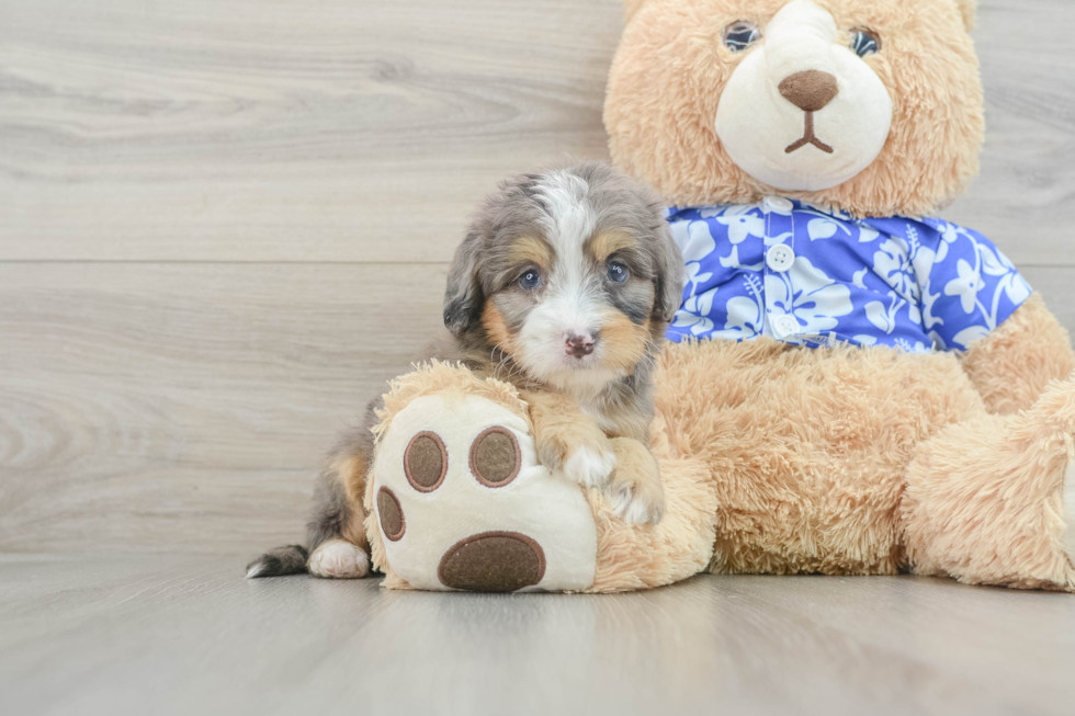 Small Mini Bernedoodle Baby