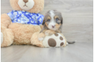 Happy Mini Bernedoodle Baby