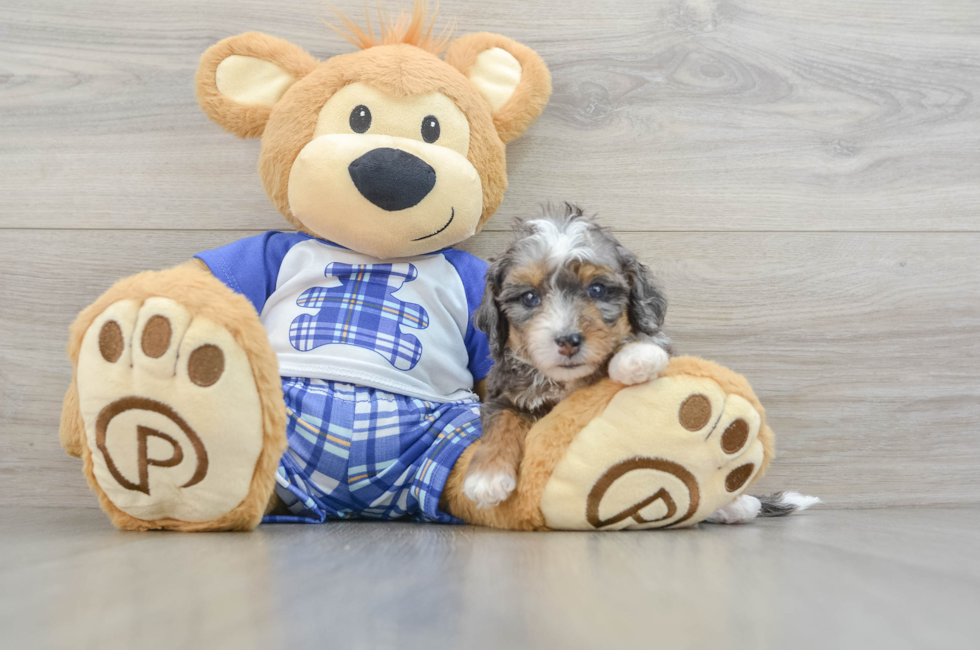 7 week old Mini Bernedoodle Puppy For Sale - Pilesgrove Pups